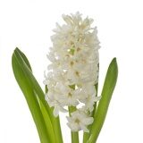 Гиацинт (Hyacinthus)