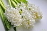 Гиацинт (Hyacinthus)