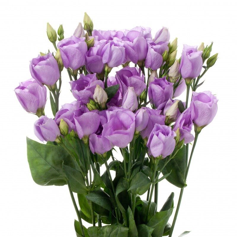 https://ag-flowers.ru/thumb/2/ZkrX9c3jjY2cLkeO5RuCLA/1100r1250/d/eustoma_lavandovaya.jpg