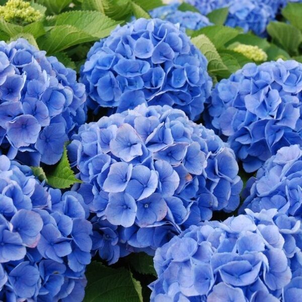 Гортензия (Hydrangea)