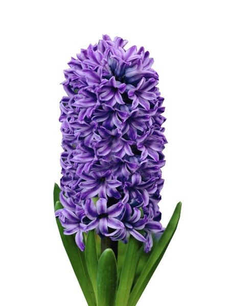 Гиацинт (Hyacinthus)