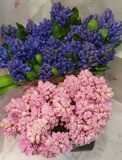 Гиацинт (Hyacinthus)